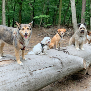 Hundetrainer Stefan Thal - 18Hundetrainer Stefan Thal „dogwalking" - 49