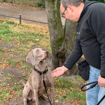 Hundetrainer Stefan Thal - "Gandalf" - 1