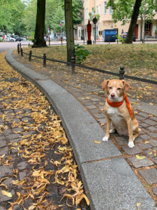 Hundetrainer Stefan Thal - Kurs Straßentraining - Lotte 3