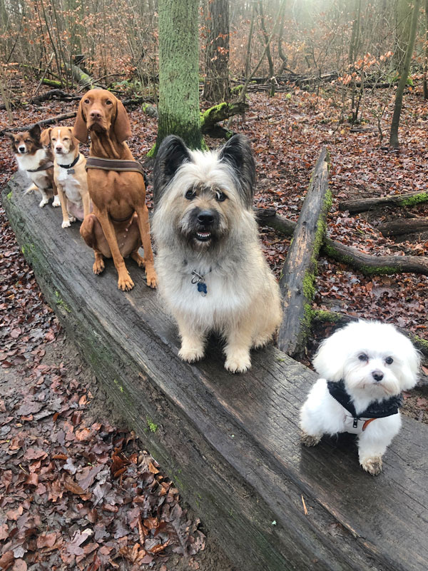 Hundetrainer Stefan Thal - "Hundeführerschein" - 1