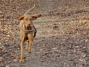 								 								 								 								 								 								 								 								 								 								 								 								 								 								 								 								 								 								 								 								 								 								 								 								 								 								 								 Hundetrainer Stefan Thal - Junghundetraining					 								 								 								 								 								 								 								 								 																																																																										