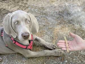 								 								 								 								 								 Hundetrainer Stefan Thal - Welpentraining					 								 								 								 								 								 								 								 								 																														