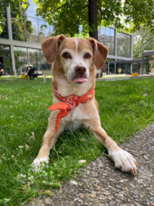 								 								 								 								 								 								 								 								 								 								 								 Hundetrainer Stefan Thal - 
			 								 								 								 								 								 								 								 								 																																										