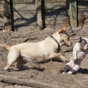 Hundetrainer Stefan Thal „dogwalking" - 34