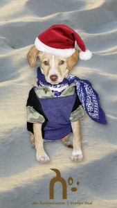 Hundetrainer Stefan Thal - Lotte Weihnachten