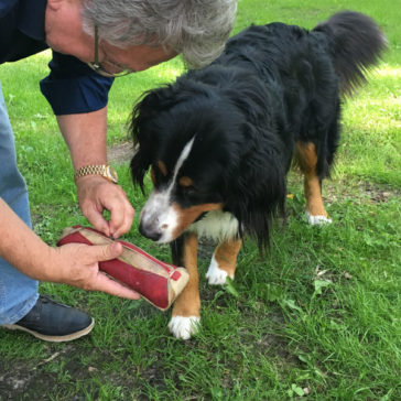 Hundetrainer Stefan Thal - "Ginny" - Futtertaschentraining -6