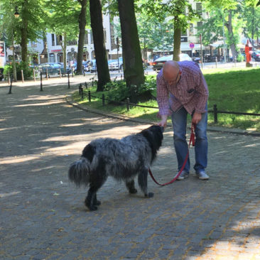 Hundetrainer Stefan Thal - "Sally" - 4