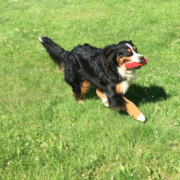 Hundetrainer Stefan Thal - "Ginny" - Futtertaschentraining -5