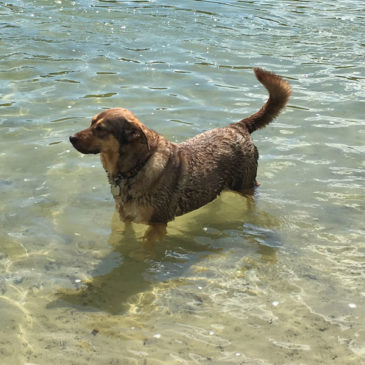 Hundetrainer Stefan Thal - "Ronja" - 1