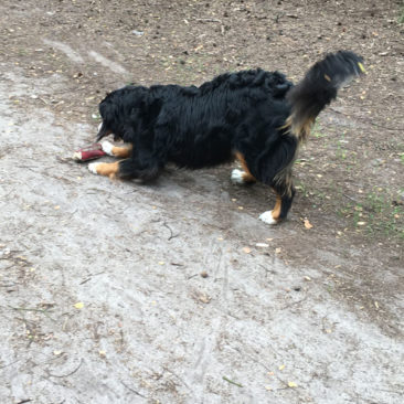 Hundetrainer Stefan Thal - "Ginny" - Futtertaschentraining -3