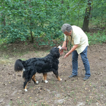 Hundetrainer Stefan Thal - "Ginny" - Futtertaschentraining -4