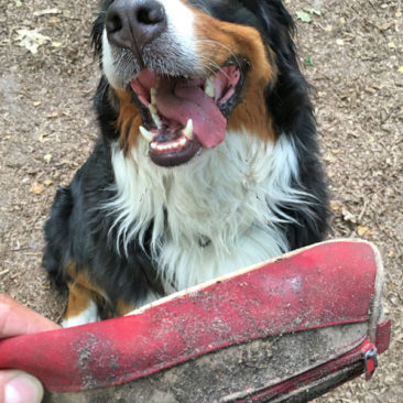 Hundetrainer Stefan Thal - "Ginny" - Futtertaschentraining -1