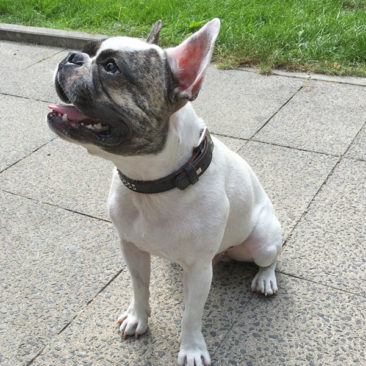Hundetrainer Stefan Thal - "Louis" - 6